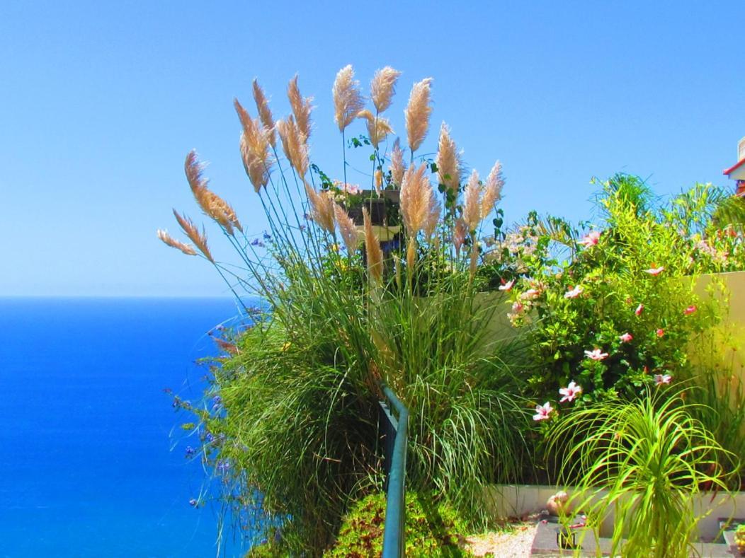 Casa Serena Apartments Arco da Calheta  Bagian luar foto